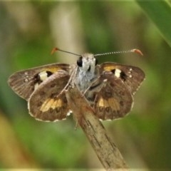 Trapezites phigalioides at Downer, ACT - 19 Nov 2020