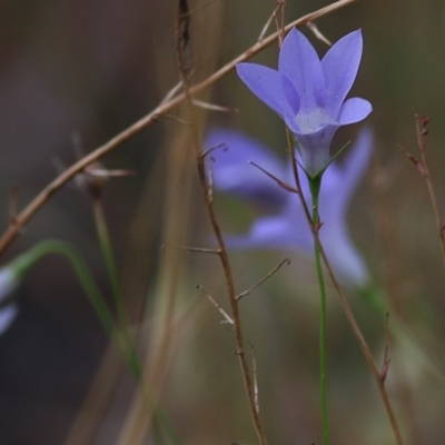 Wahlenbergia sp. (Bluebell) at Nail Can Hill - 18 Nov 2020 by Kyliegw