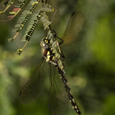 Eusynthemis brevistyla (Small Tigertail) at Jedbinbilla - 18 Nov 2020 by trevsci