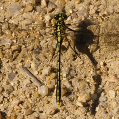 Austrogomphus guerini (Yellow-striped Hunter) at Jedbinbilla - 18 Nov 2020 by trevsci