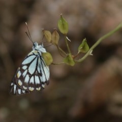 Belenois java (Caper White) at Albury - 18 Nov 2020 by Kyliegw