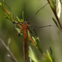 Harpobittacus australis (Hangingfly) at Paddys River, ACT - 18 Nov 2020 by trevsci