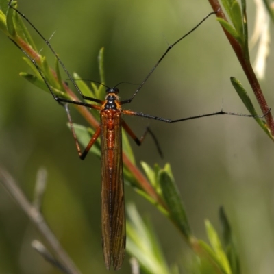 Harpobittacus australis (Hangingfly) at Jedbinbilla - 18 Nov 2020 by trevsci