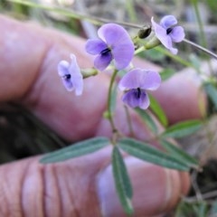 Glycine clandestina at Paddys River, ACT - 17 Nov 2020