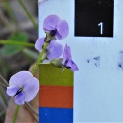 Glycine clandestina at Paddys River, ACT - 17 Nov 2020