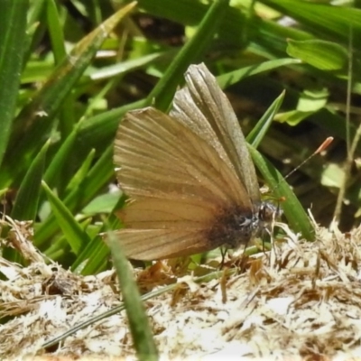 Lampides boeticus (Long-tailed Pea-blue) at Paddys River, ACT - 14 Nov 2020 by JohnBundock