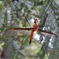 Leptotarsus (Macromastix) costalis (Common Brown Crane Fly) at Downer, ACT - 19 Nov 2020 by JohnBundock