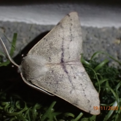 Arhodia lasiocamparia (Pink Arhodia) at Majura, ACT - 18 Nov 2020 by Ghostbat