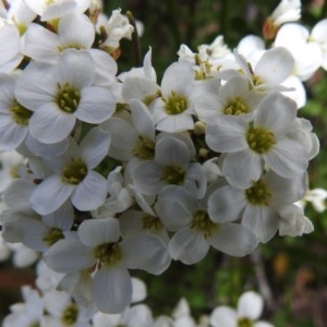 Cardamine lilacina at Cotter River, ACT - 15 Nov 2020 12:59 PM