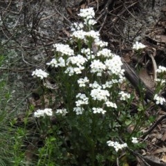 Cardamine lilacina at Cotter River, ACT - 15 Nov 2020 12:59 PM