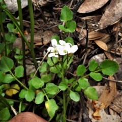 Cardamine lilacina at Cotter River, ACT - 15 Nov 2020 12:59 PM