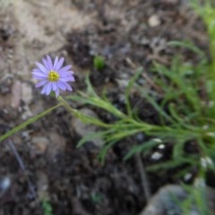 Vittadinia muelleri (Narrow-leafed New Holland Daisy) at Rugosa - 17 Nov 2020 by SenexRugosus