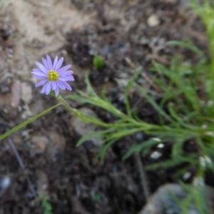 Vittadinia muelleri at Yass River, NSW - 18 Nov 2020