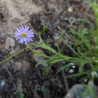 Vittadinia muelleri (Narrow-leafed New Holland Daisy) at Rugosa - 17 Nov 2020 by SenexRugosus