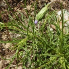 Vittadinia muelleri at Yass River, NSW - 18 Nov 2020