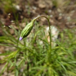 Vittadinia muelleri at Yass River, NSW - 18 Nov 2020