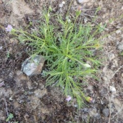 Vittadinia muelleri at Yass River, NSW - 18 Nov 2020