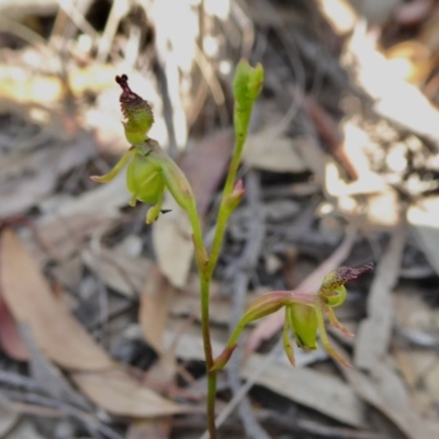 Caleana minor (Small Duck Orchid) at Rugosa - 18 Nov 2020 by SenexRugosus