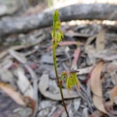 Caleana minor at Yass River, NSW - 19 Nov 2020