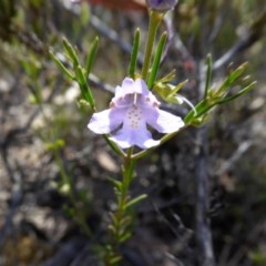 Prostanthera nivea var. nivea (Snowy Mint-bush) at Yass River, NSW - 19 Nov 2020 by SenexRugosus