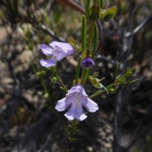 Prostanthera nivea var. nivea at Yass River, NSW - 19 Nov 2020 09:48 AM