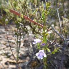 Prostanthera nivea var. nivea at Yass River, NSW - 19 Nov 2020 09:48 AM