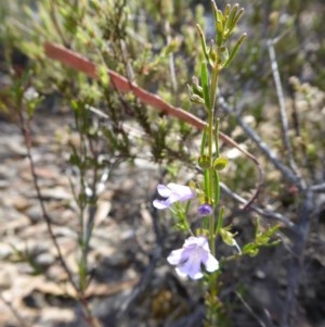 Prostanthera nivea var. nivea at Yass River, NSW - 19 Nov 2020