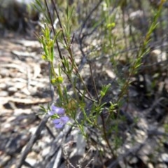 Prostanthera nivea var. nivea at Yass River, NSW - 19 Nov 2020 09:48 AM