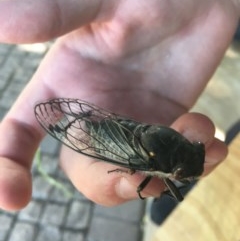 Psaltoda moerens (Redeye cicada) at Phillip, ACT - 19 Nov 2020 by Tapirlord