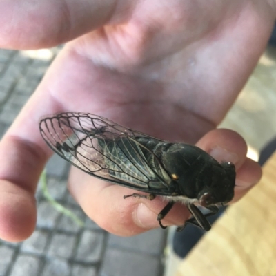 Psaltoda moerens (Redeye cicada) at Phillip, ACT - 19 Nov 2020 by Tapirlord