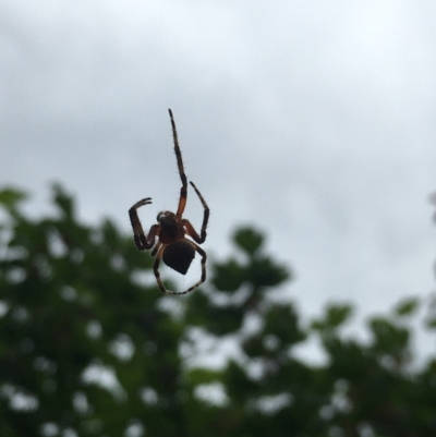 Araneinae (subfamily) (Orb weaver) at Garran, ACT - 19 Nov 2020 by Tapirlord