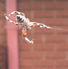 Araneinae (subfamily) at Garran, ACT - 19 Nov 2020 06:55 PM