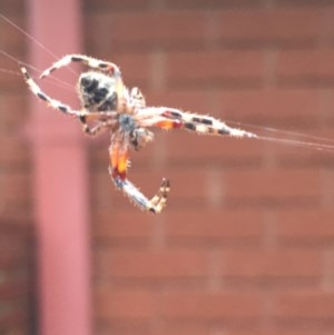 Araneinae (subfamily) at Garran, ACT - 19 Nov 2020 06:55 PM