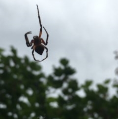 Araneinae (subfamily) at Garran, ACT - 19 Nov 2020