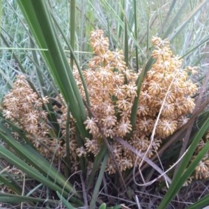 Lomandra multiflora at Bonython, ACT - 19 Nov 2020