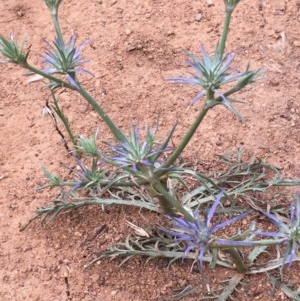 Eryngium ovinum at Downer, ACT - 19 Nov 2020 06:02 PM