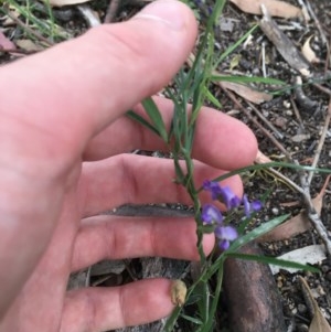 Glycine clandestina at Hughes, ACT - 19 Nov 2020 07:01 PM