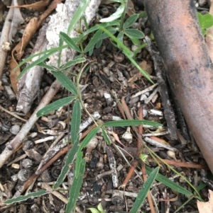 Glycine clandestina at Hughes, ACT - 19 Nov 2020 07:01 PM