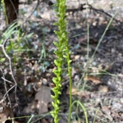 Microtis sp. (Onion Orchid) at Hughes, ACT - 19 Nov 2020 by KL