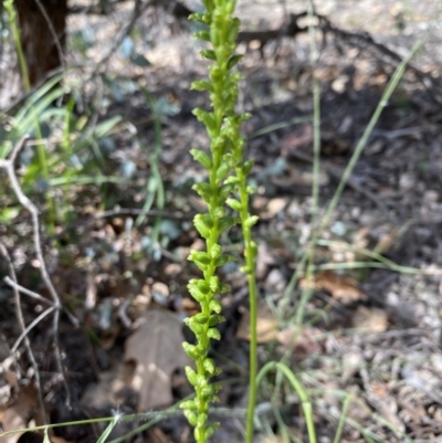 Microtis (genus) (onion orchids) at Hughes, ACT - 19 Nov 2020 by KL
