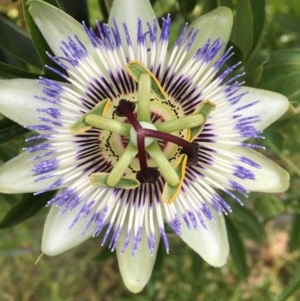 Passiflora caerulea at Hughes, ACT - 19 Nov 2020 07:22 PM