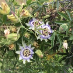 Passiflora caerulea at Hughes, ACT - 19 Nov 2020 07:22 PM