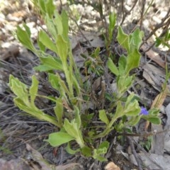 Dampiera stricta at Yass River, NSW - 18 Dec 2020