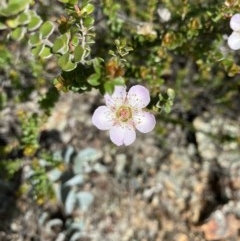 Leptospermum micromyrtus (Button Tea-tree) at Hughes, ACT - 19 Nov 2020 by KL