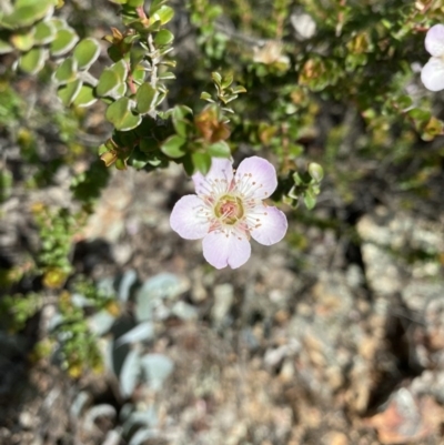 Leptospermum micromyrtus (Button Tea-tree) at Hughes, ACT - 19 Nov 2020 by KL