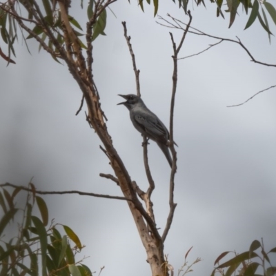 Edolisoma tenuirostre (Common Cicadabird) at Canyonleigh, NSW - 19 Nov 2020 by NigeHartley