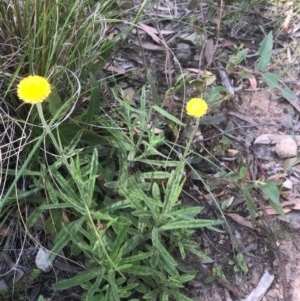 Coronidium scorpioides at Gossan Hill - 18 Nov 2020