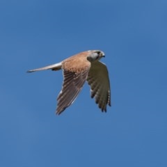 Falco cenchroides (Nankeen Kestrel) at Canyonleigh - 18 Nov 2020 by NigeHartley