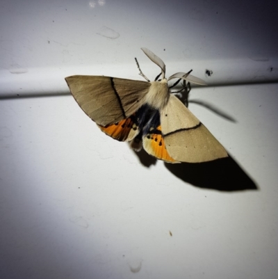 Gastrophora henricaria (Fallen-bark Looper, Beautiful Leaf Moth) at Forde, ACT - 6 Nov 2020 by KatherineR