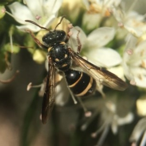 Lasioglossum (Australictus) peraustrale at Capital Hill, ACT - 17 Nov 2020